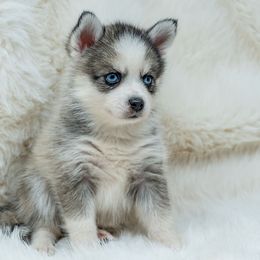 Purple Dazzle - Wolf sable female Pomsky puppy in Spring City, Pennsylvania from Pomsky Power Puppies