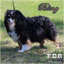FDR Amazen Kuttin Bling - Miniature Australian Shepherd