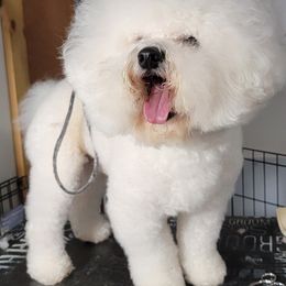 Corey - Bichon Frise