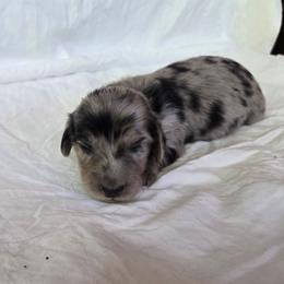 Jasper - Dapple male Dachshund puppy in Eldon, Missouri from Pure Joy Dachshunds