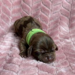 Lemon' Lime - Brown male Cocker Spaniel puppy in Advance, North Carolina from Rome & Reign Farm