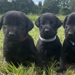 Golden Retrievers and Labrador Retrievers from Beards Creek Kennels
