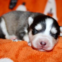 Zero - Gray and white male Pomsky puppy in Centerville, Iowa from LJ Kennels Pomskies, LLC