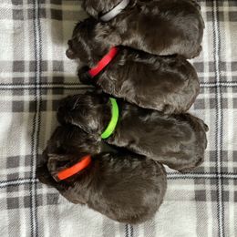Cavalier King Charles Spaniel and Cocker Spaniel Puppies from Cochran Spaniels