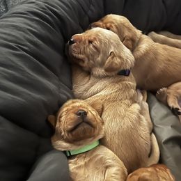 Labrador Retriever Puppies from Lake Crystal Farms Labradors