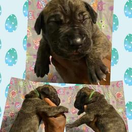 Wise chip - Brindle male Great Dane puppy in Wellsville, New York from Prophecy Danes