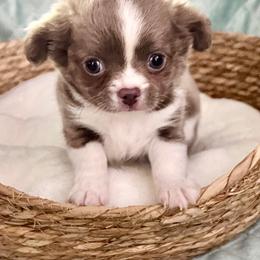 Liberty boy 1 - Chocolate blue male Chihuahua puppy in Orlando, Florida from iLuvChihuahuas