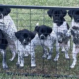 A - Black roan female German Shorthaired Pointer puppy in Pierz, Minnesota from RFP Pointers German Shorthaired Pointers