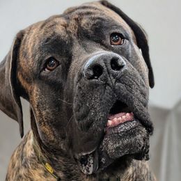 BabyG - Mastiff