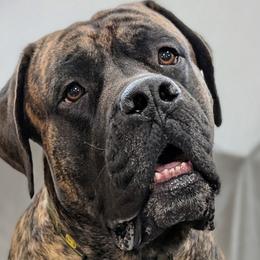 BabyG - Mastiff