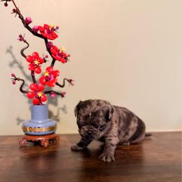 Honey - Silver female Pug puppy in Smiths Station, Alabama from Magnolia Pugs