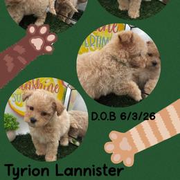Tyrion Lannister - Apricot male Maltipoo puppy in Wayland, New York from Loris Pampered Pooches💕