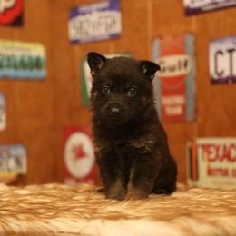 Valor - Bi-color male German Shepherd puppy in Philippi, West Virginia from Vom Haus Highlands