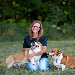 Chief - Pembroke Welsh Corgi