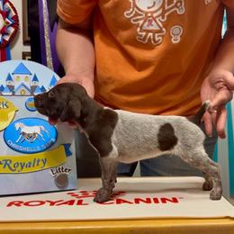 King Triton - Liver roan male German Shorthaired Pointer puppy in North Branch, Minnesota from Chrishelle Farm