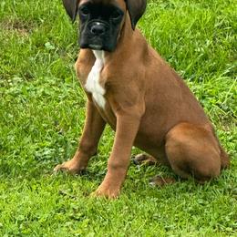 Sailor - Fawn female Boxer puppy in Cicero, New York from MK Boxer Haven of CNY