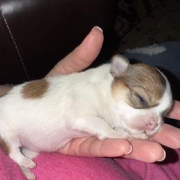 Chihuahua puppies from Princess Paws LLC