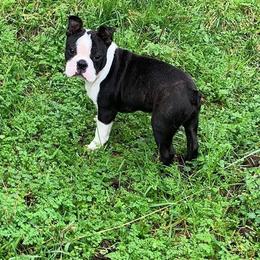 Boston Terrier Puppies from Beatrice's Kennels