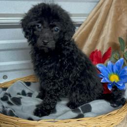 AKC Chester - Black male Poodle puppy in Elgin, South Carolina from Silver Bells Paw Prints