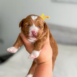 Jack - Apricot male Goldendoodle puppy in Southeast Arcadia, Florida from Desoto Doodles