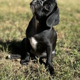 Diva - Black female Pug puppy in Indian Trail, North Carolina from Love Pugs