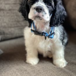 Cavalier King Charles Spaniel and Cocker Spaniel Puppies from Cochran Spaniels