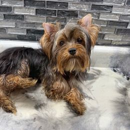 Pretzel - Yorkshire Terrier