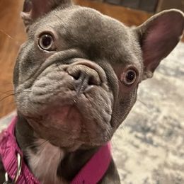 French Bulldogs from Frenchies on 260