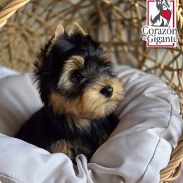 Carrie - Black and gold female Yorkshire Terrier puppy in California from Corazon de gigante