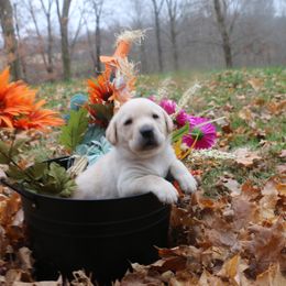 Blue - Yellow male Labrador Retriever puppy in Lawton, Michigan from DuckAlly Kennel