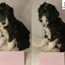 Girl 5 - Black Goldendoodle puppy in Coon Rapids, Minnesota from MN Celestial Doodles