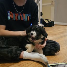 Miniature Australian Shepherd Puppies from Carter's Cuties