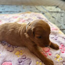 Luna - Red female Aussiedoodle puppy in Deer Park, Washington from Doodle Paw Ranch