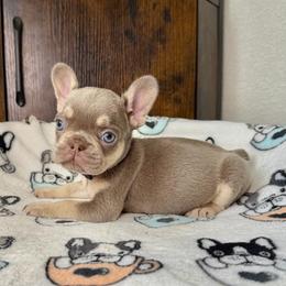 Sabrina - Tricolors female French Bulldog puppy in Colorado Springs, Colorado from Sun Mountain Frenchies