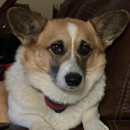 Callie - Pembroke Welsh Corgi