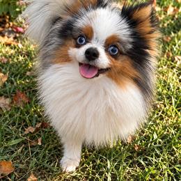 Scarpelli Blue Merle Parti Male - Blue merle male Pomeranian puppy in Buck Valley, Pennsylvania from Buck Valley Pomeranians