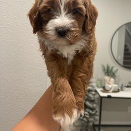 Australian Labradoodle and Goldendoodle Puppies from The Moon Doodles