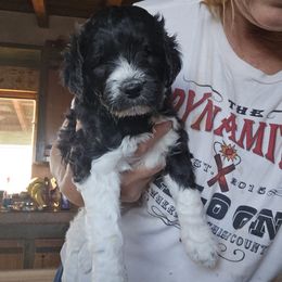 Finley - Black and white male Springerdoodle puppy in Cochise, Arizona from 64 Farm