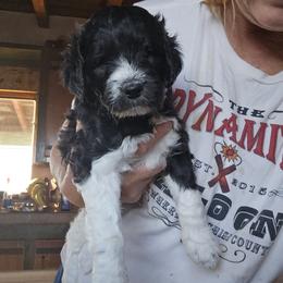 Finley - Black and white male Springerdoodle puppy in Cochise, Arizona from 64 Farm