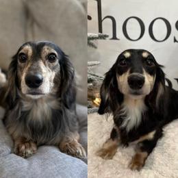 Dachshund puppies from Canisteo Dachshunds