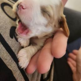 Cavapoo and Poodle Puppies from Salt Creek Doodles