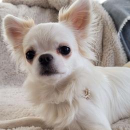 Lumma - Chihuahua