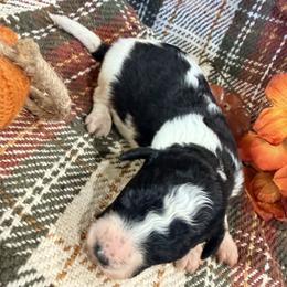 Boy 1 - male Bernedoodle puppy in Grandview, Texas from Big Sky Bernedoodles