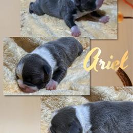 Ariel - Blue female Boston Terrier puppy in Brazos Point, Texas from TX Southern Belle Boston Terriers