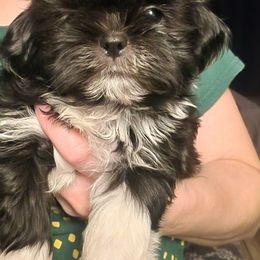 Male 1 - Black and white male Shih Tzu puppy in Augusta, Maine from Zulas Shih Tzu of Maine