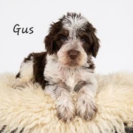 Gus - Liver white and tan male Springerdoodle puppy in Fargo, North Dakota from Dakota SpringerDoodles