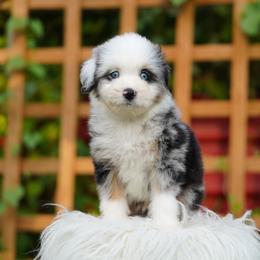 Glacier - Blue merle male Bernedoodle puppy in Spokane, Washington from Lilac City Doodles