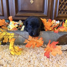 Wes - Black male Labrador Retriever puppy in Richfield, Utah from Stormy River Retrievers