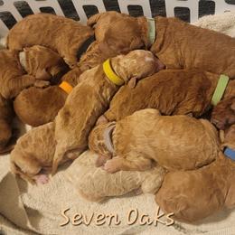 Blue TBD - Red  male Goldendoodle puppy in Scurry, Texas from 07 Seven Oaks Goldens and Doodles