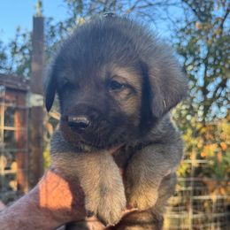 Biscuit - Beige male Newfoundland puppy in Yreka, California from Lisa Kennedy